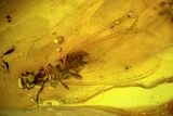 Fossil Winged Termite, Fly and Spider In Baltic Amber #120700-1